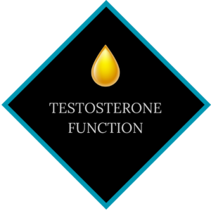Testosterone Function
